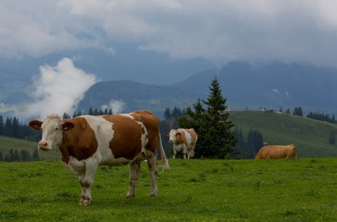 Zuivelindustrie ondertekent verklaring SDGs