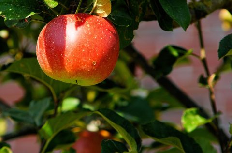 Worden onze planten steeds minder voedzaam?