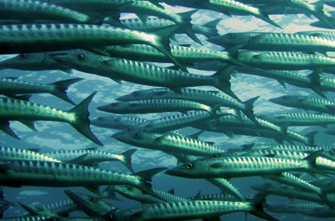Hoe klimaatverandering de ‘visoorlog’ doet escaleren