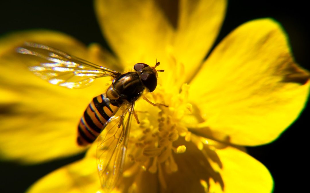 Zonder de natuur lukt het niet