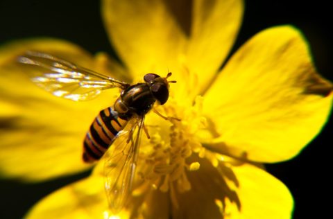 Zonder de natuur lukt het niet