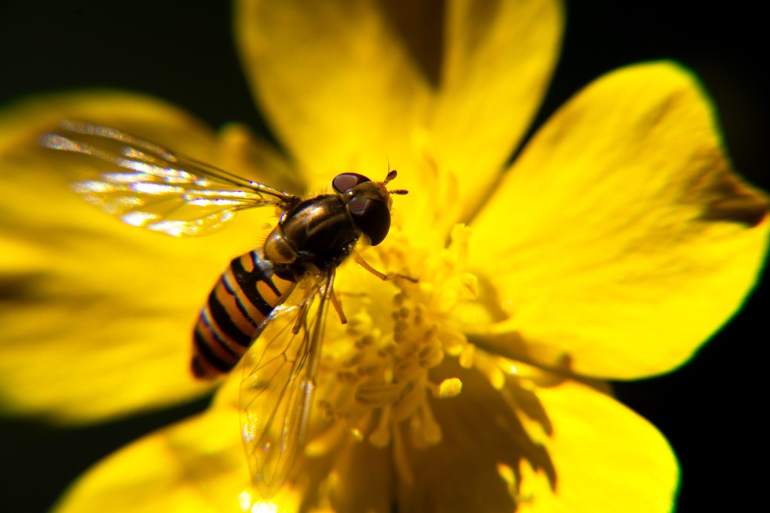 Zonder de natuur lukt het niet