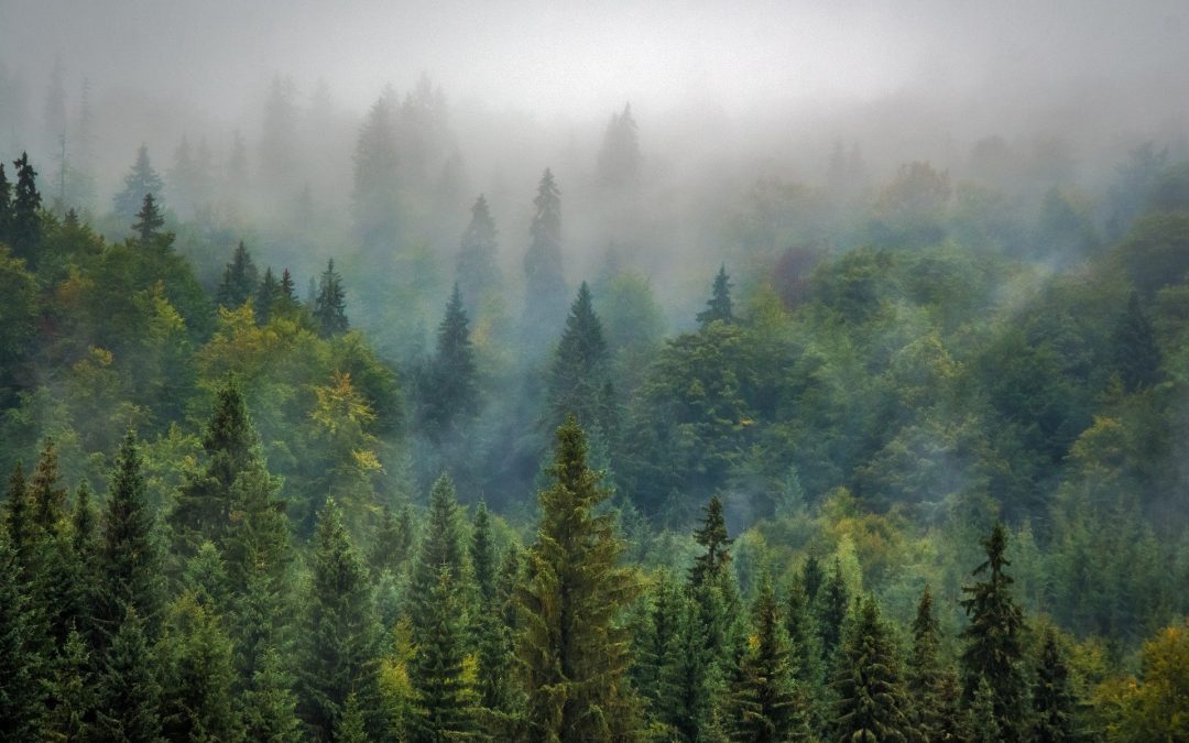 Herstelpakketten na corona: het belang van natuurlijk kapitaal