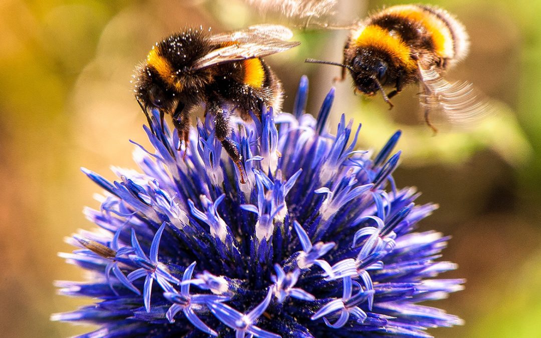 Voor het overleven van ‘t leven: waarom we nú nieuwe biodiversiteitsdoelen nodig hebben