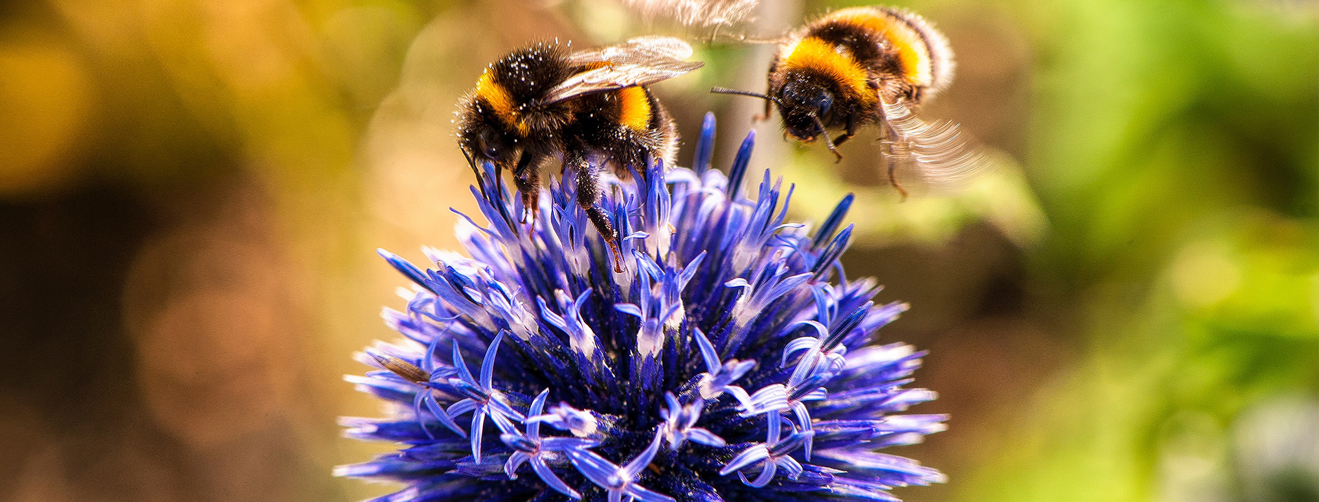 Voor het overleven van ‘t leven: waarom we nú nieuwe biodiversiteitsdoelen nodig hebben