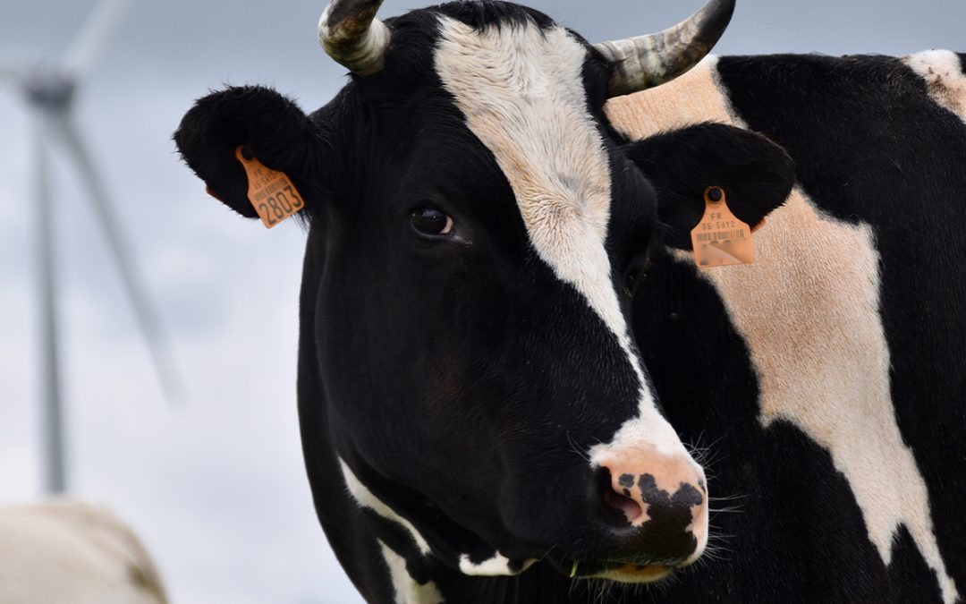 Milieudoelen alleen haalbaar als boer anders gaat werken