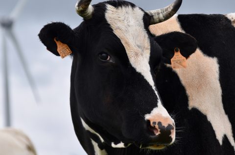 Milieudoelen alleen haalbaar als boer anders gaat werken